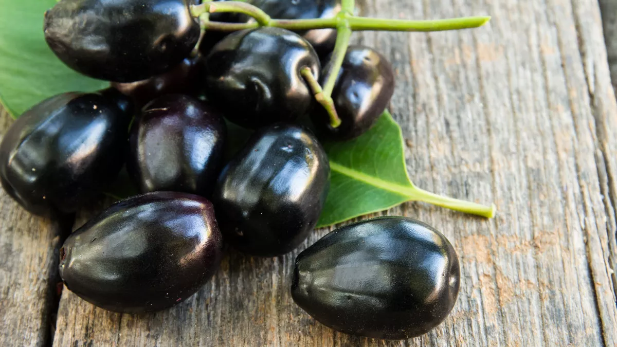 Duwet (Jamblang): Buah Tropis yang Kaya Manfaat