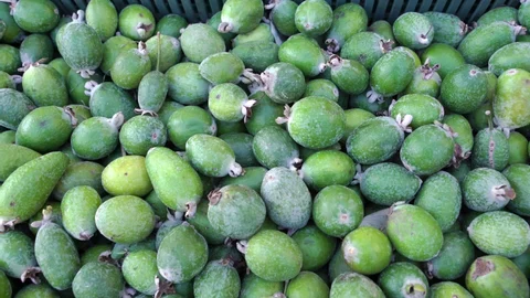 Ambacang: Buah Tropis Khas Nusantara yang Unik dan Kaya Manfaat