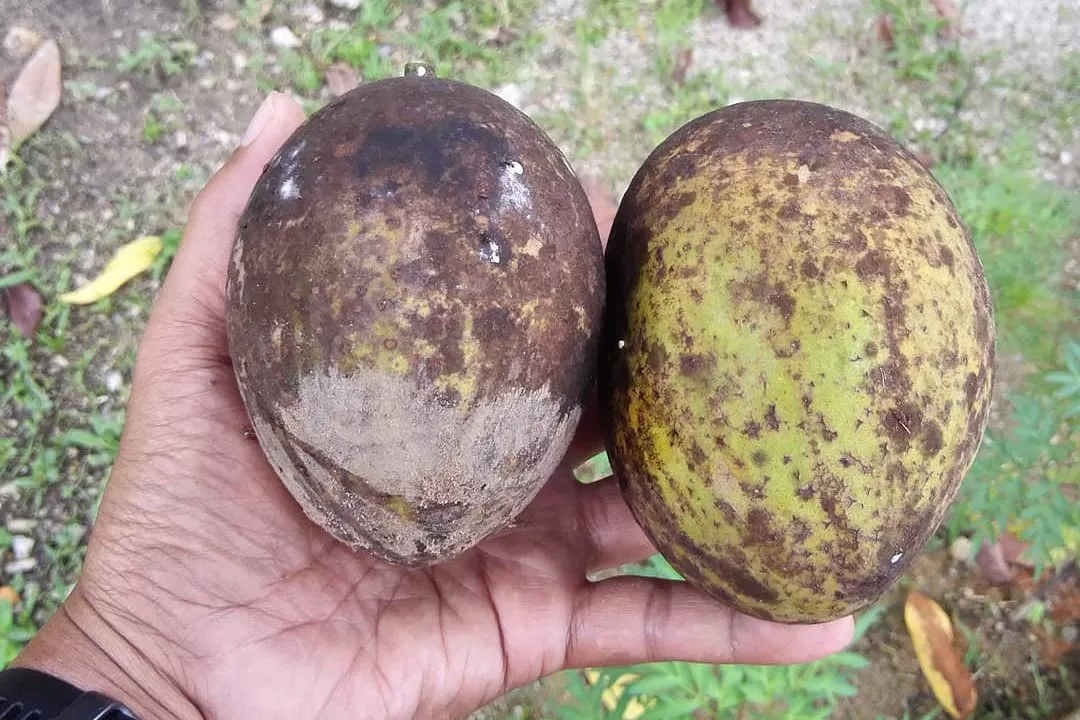 Bacang: Makanan Tradisional yang Kaya Rasa dan Sejarah