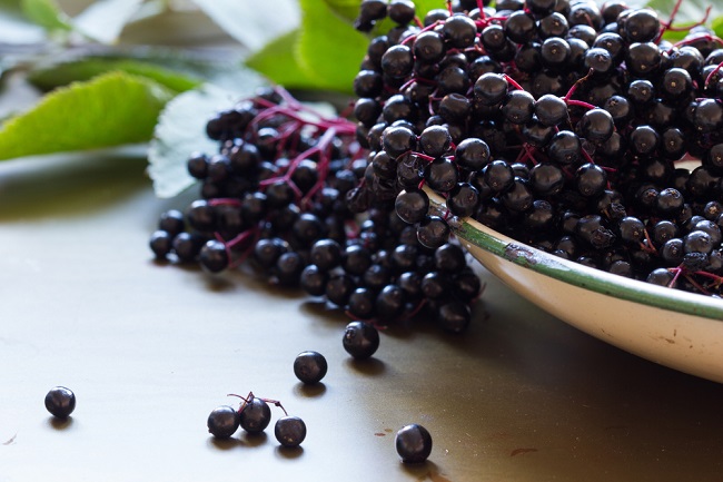 Buah Elderberry: Kekayaan Alami yang Menakjubkan