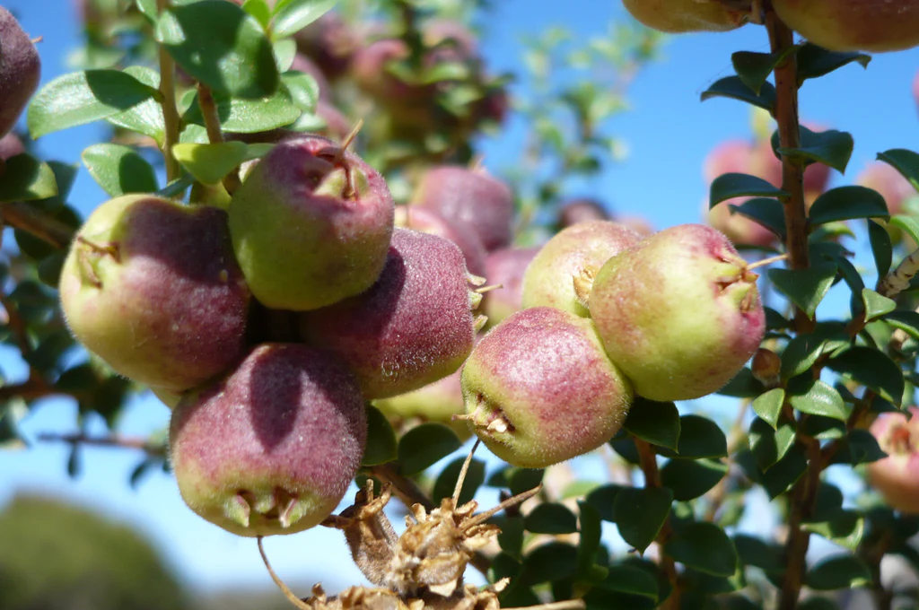Emu Apple: Buah Tropis yang Unik dan Lezat