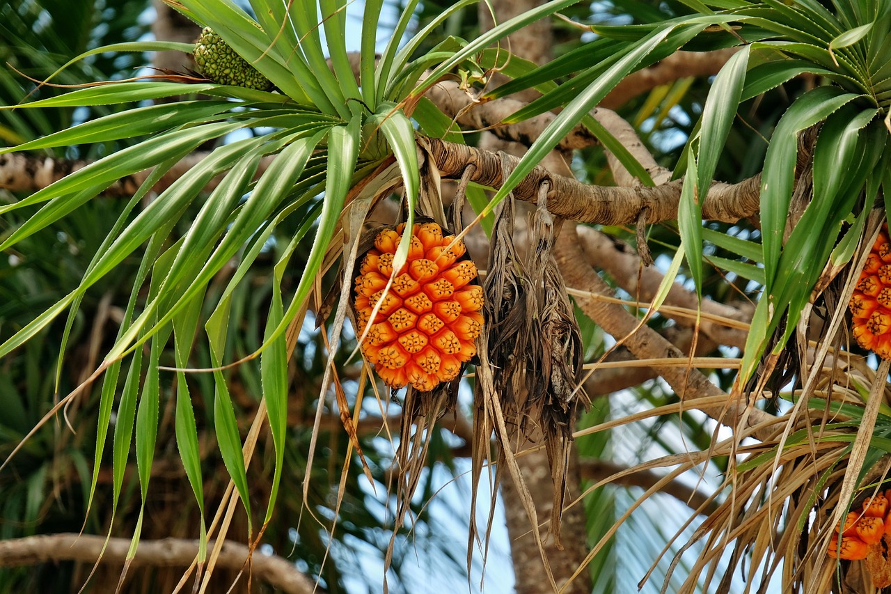 “Buah Hala: Buah Tropis yang Menyegarkan”