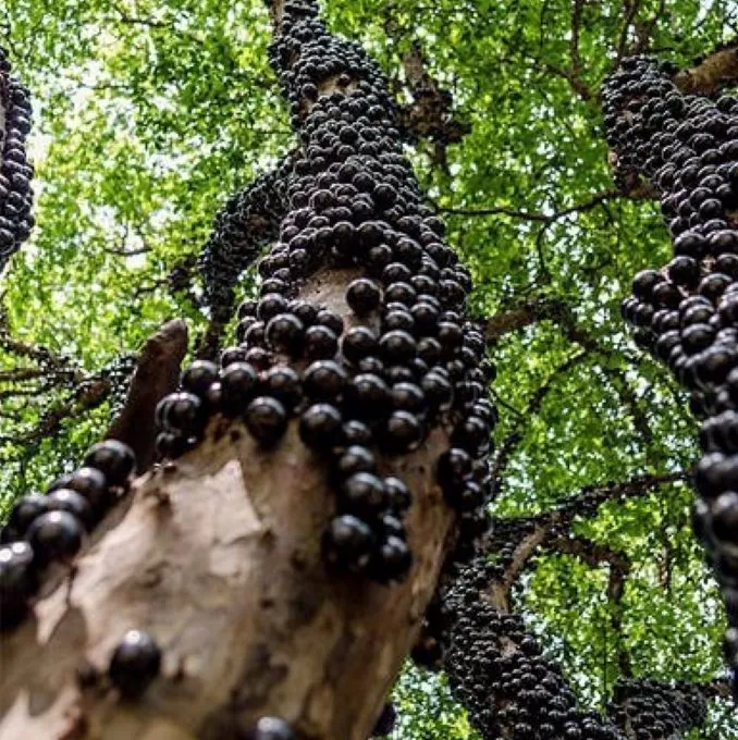 Buah Jaboticaba: Buah Berwarna Ungu yang Lezat