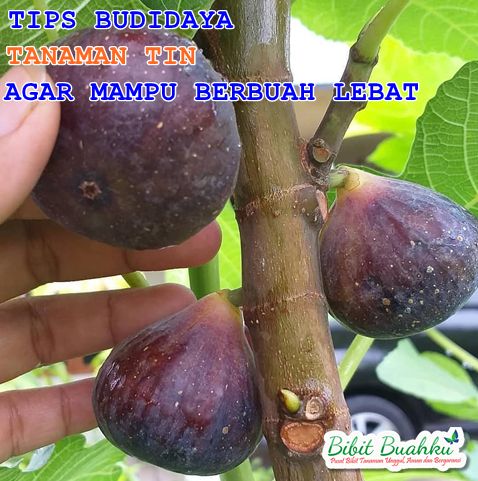 “Buah Tin India: Manfaat, Cara Menanam, dan Perawatan”