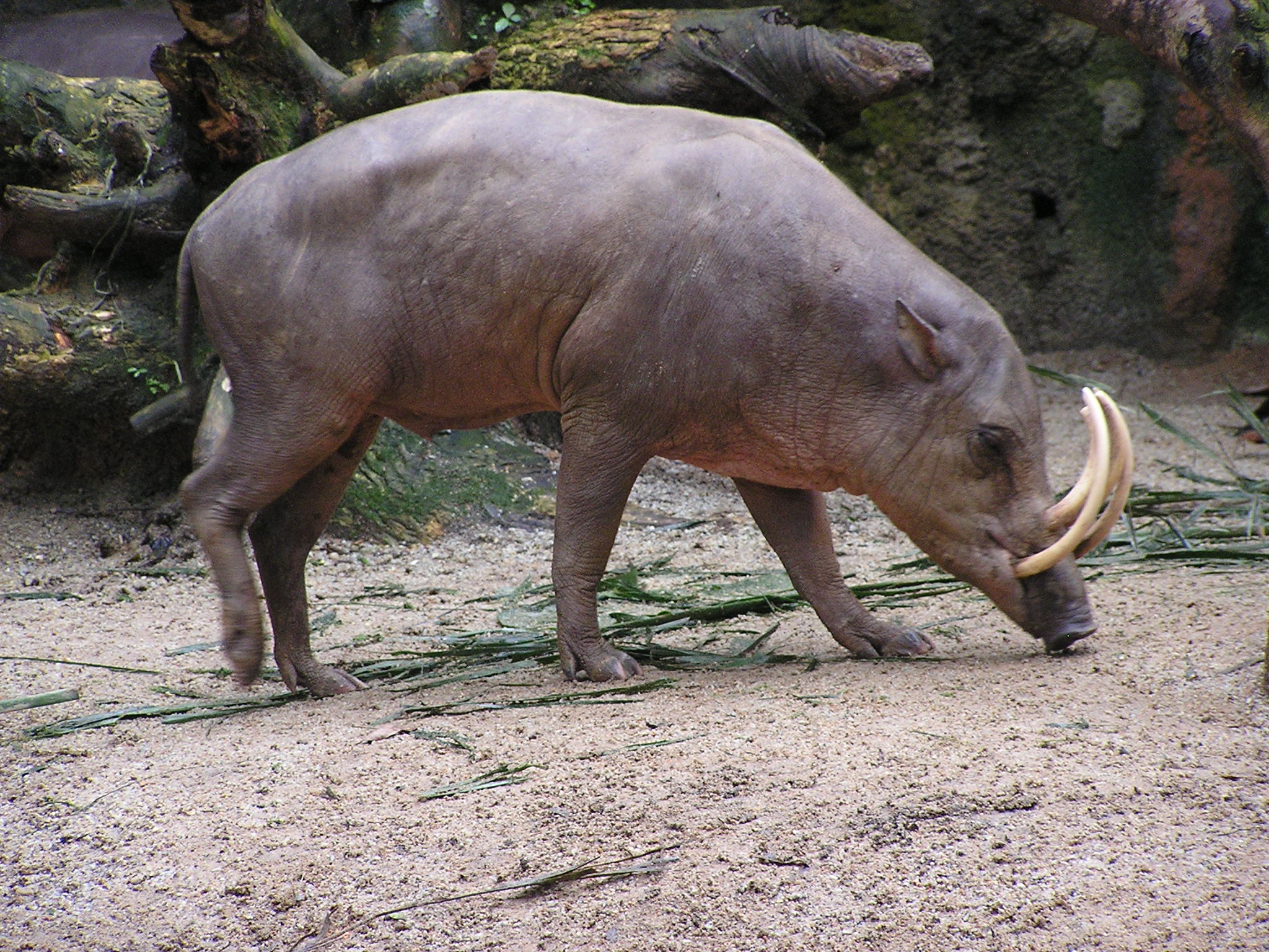 Hewan Babirusa: Penjelasan tentang Mamalia Unik dari Indonesia