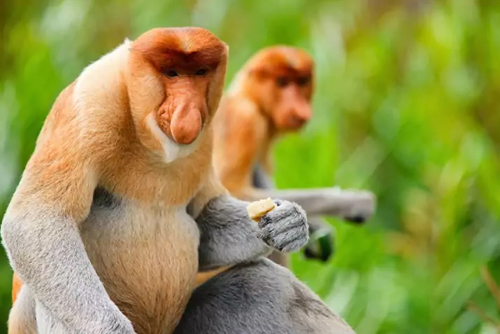 Hewan Bekantan: Cirri-ciri dan Habitat Spesies Kalimantan