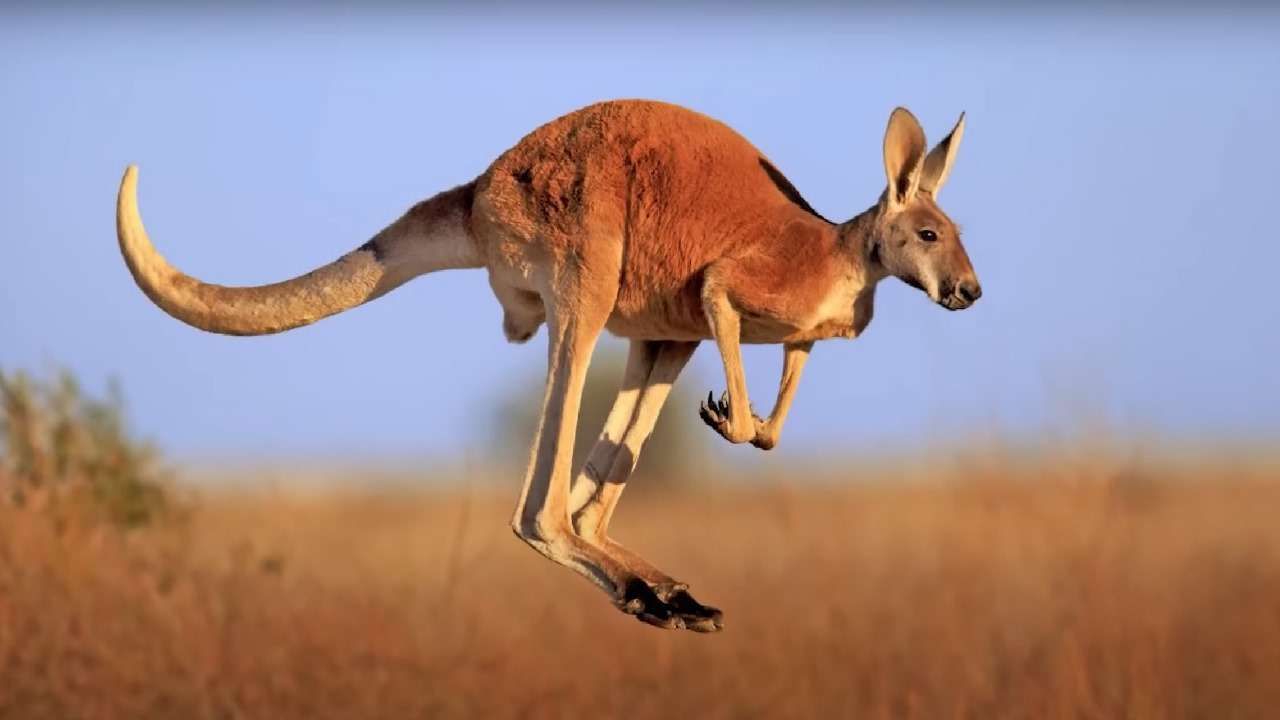 Hewan Kangguru: Mamalia Berkantung dari Benua Australia
