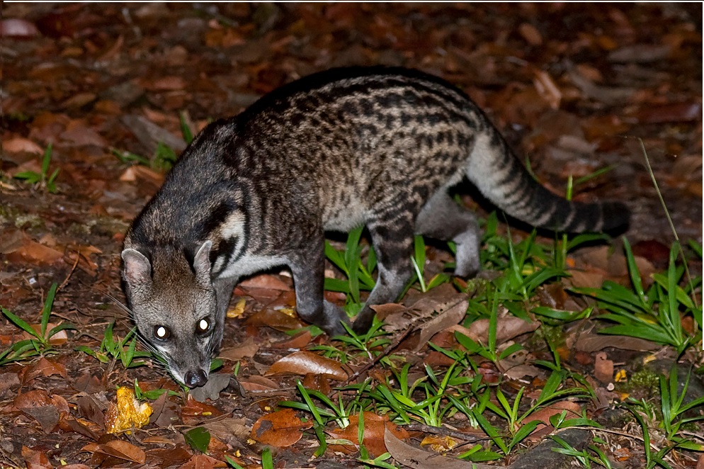 Hewan Musang Akar: Karnivora Kecil dari Habitat Tropis Indonesia