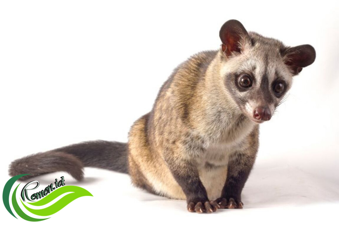 Hewan Musang Luwak: Penjelasan tentang Civet Sawit Umum