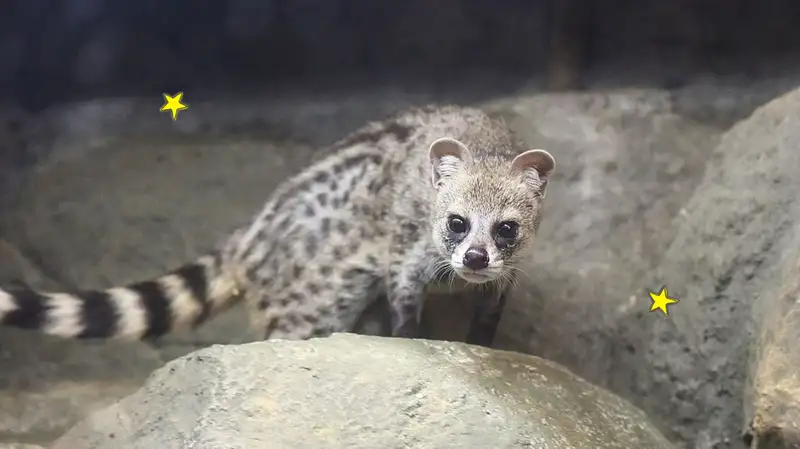 Hewan Musang Rase: Fakta dan Karakteristik Civet India Kecil