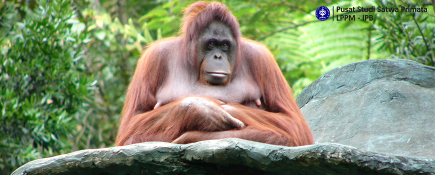 Hewan Orangutan Kalimantan: Satwa Endemik Pulau Borneo