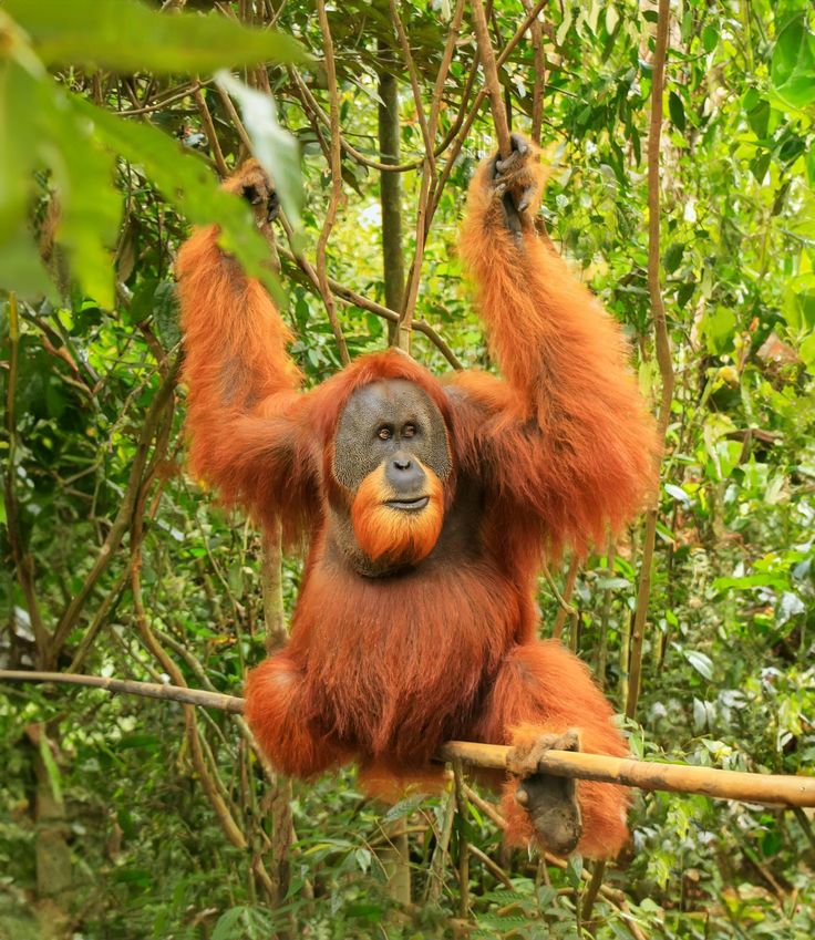 Keanekaragaman dan Upaya Pelestarian Orangutan Sumatera