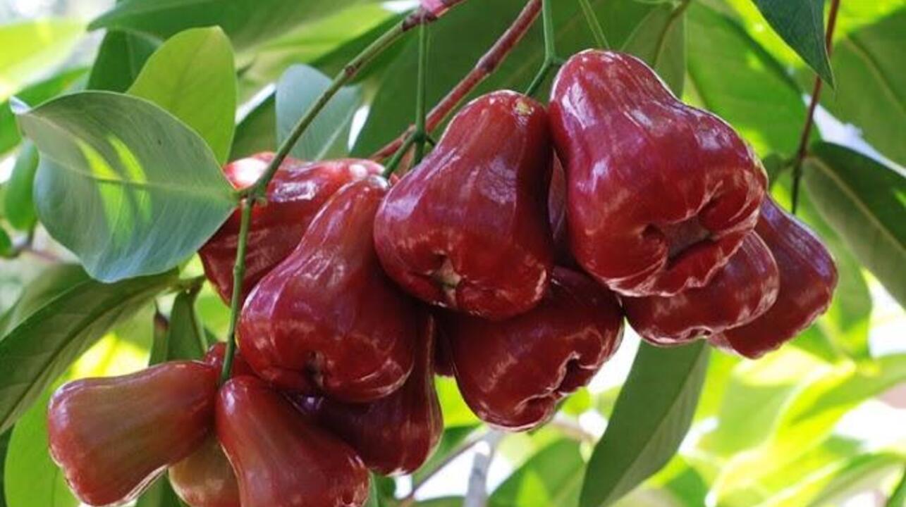 “Kelezatan Buah Jambu Bol yang Menggoda”