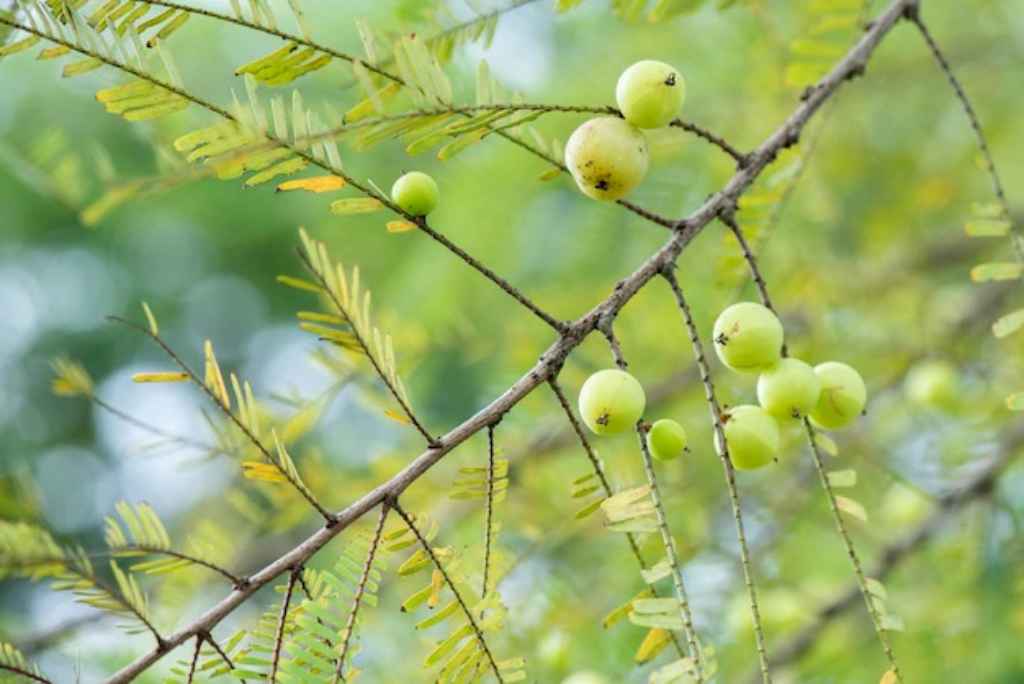 Manfaat Buah Amla untuk Kesehatan Kulit dan Rambut