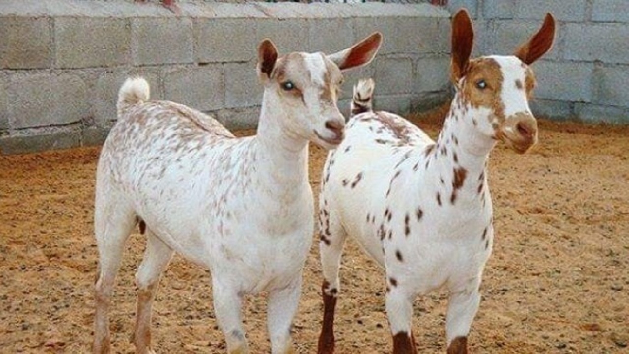 Mengenal Breed Kambing Barbari: Karakteristik dan Keunggulannya