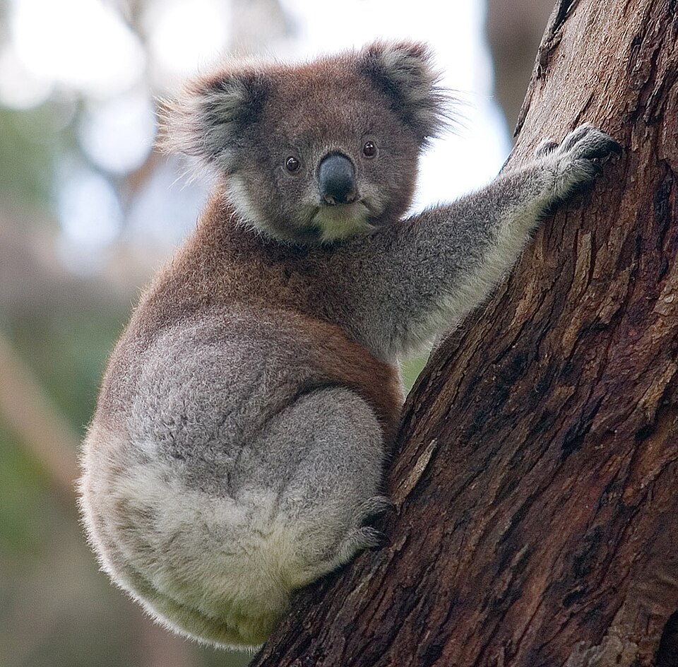 Mengenal Hewan Koala: Mamalia Imut dari Australia