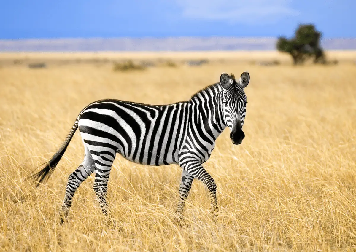 Mengenal Hewan Zebra: Ciri-ciri dan Habitatnya di Alam Liar