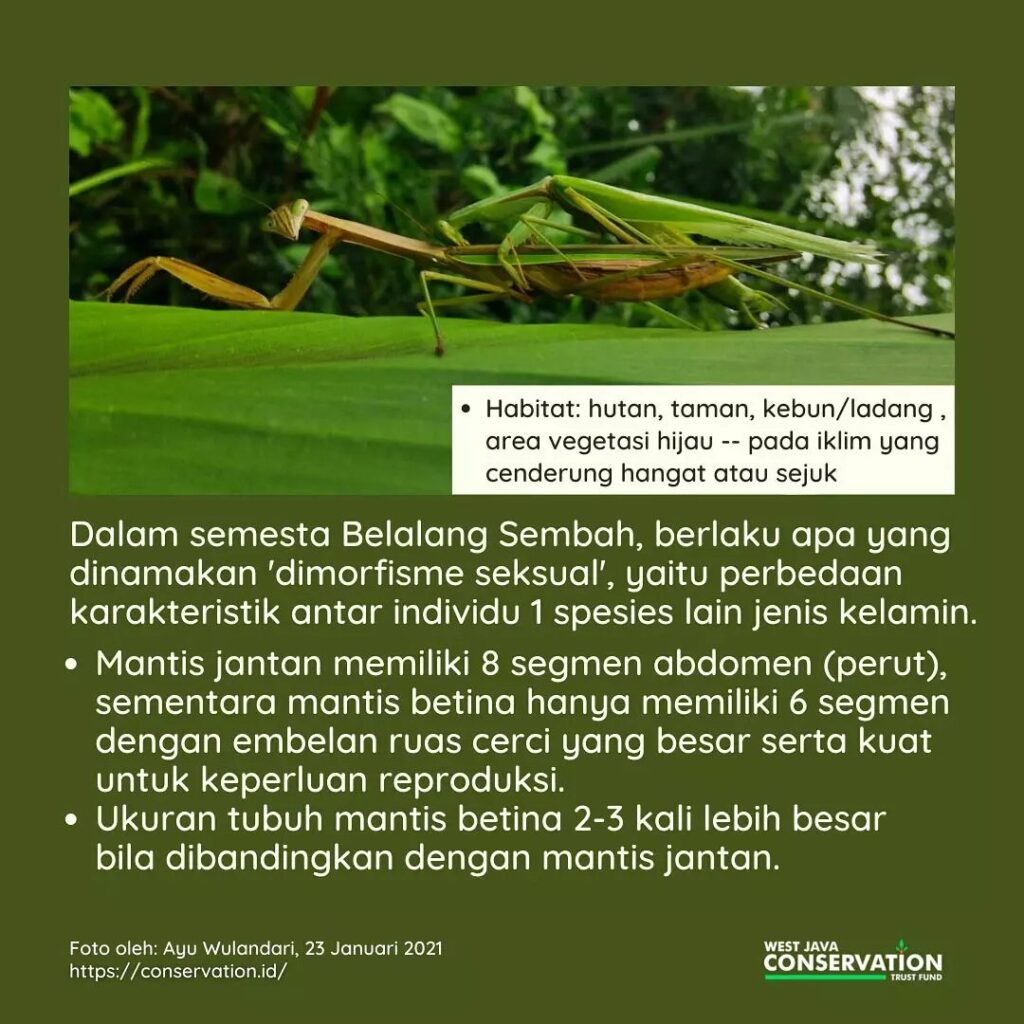 Mengenal Lebih Dekat Hewan Belalang Sembah dan Karakteristiknya