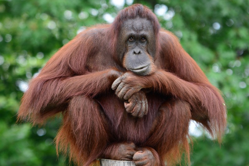 Mengenal Orangutan Kalimantan: Spesies Primata Endemik Indonesia