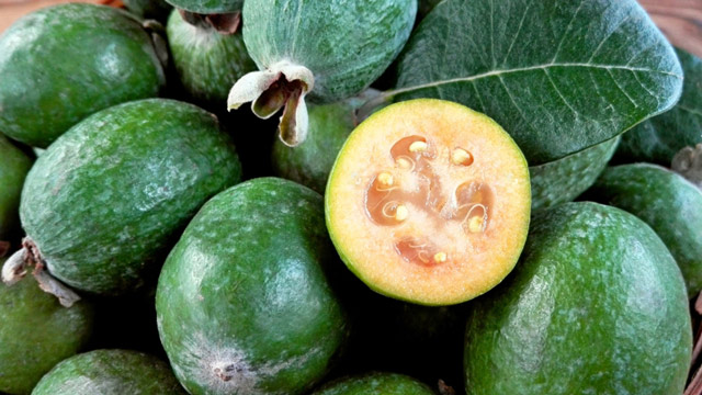 Panduan Lengkap tentang Buah Feijoa