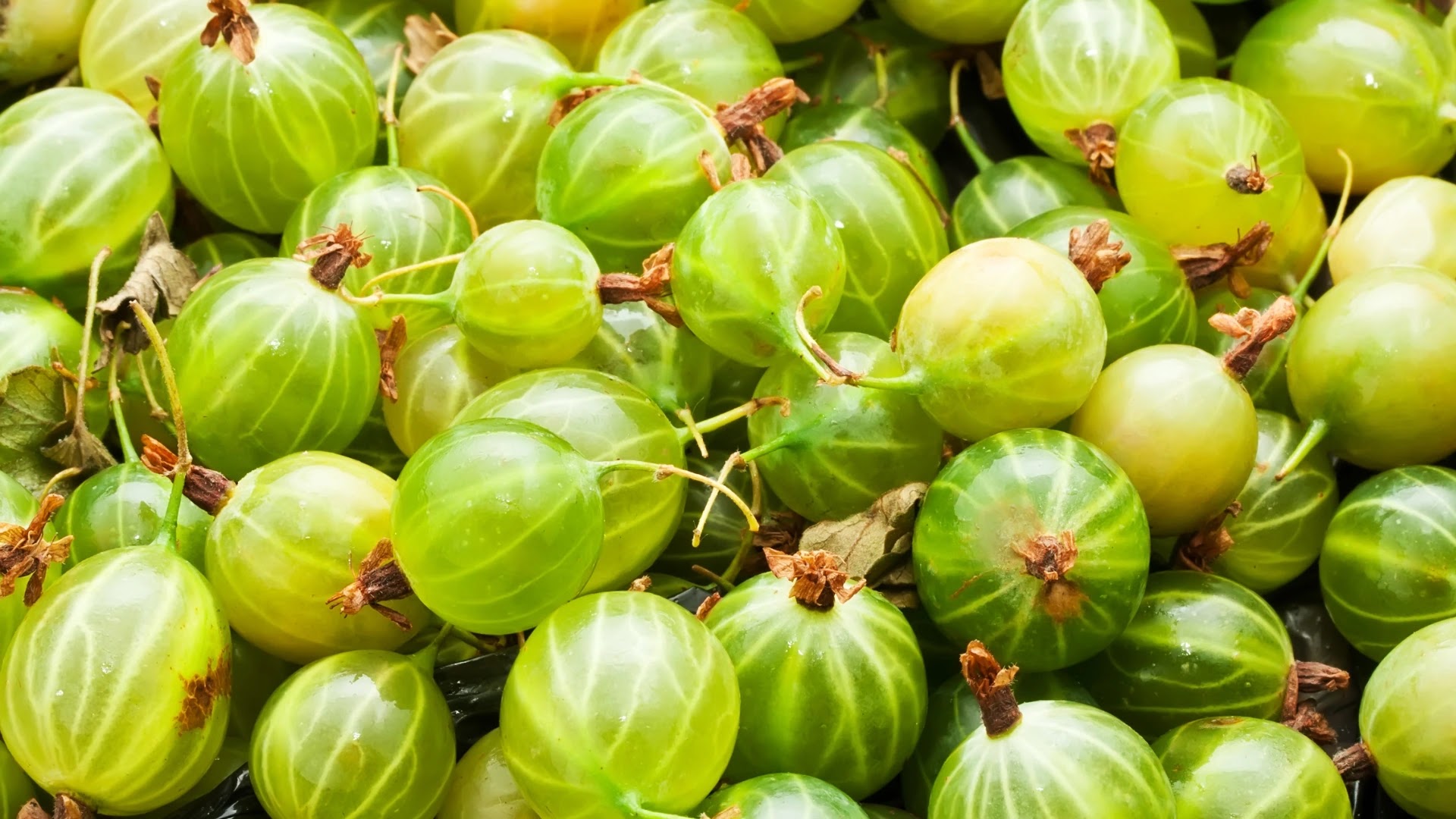 “Segala yang Perlu Anda Ketahui Tentang Gooseberry”