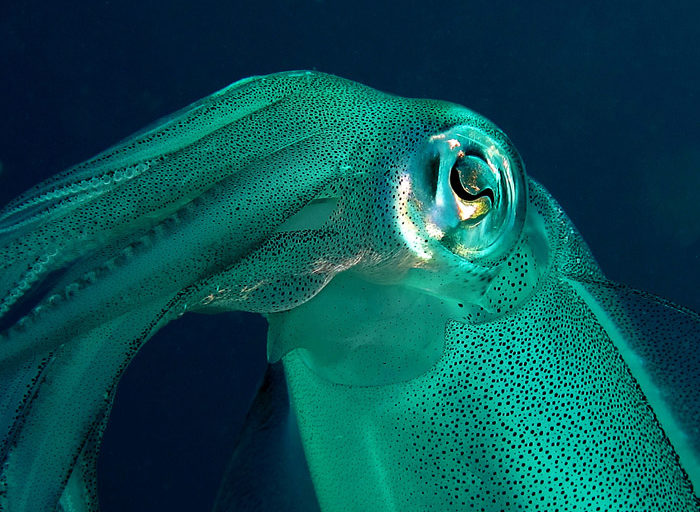 Hewan Cumi-cumi: Karakteristik dan Keunikan Sang Master of the Sea