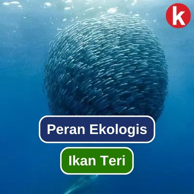 Hewan Ikan Teri: Karakteristik dan Peran dalam Ekosistem Laut
