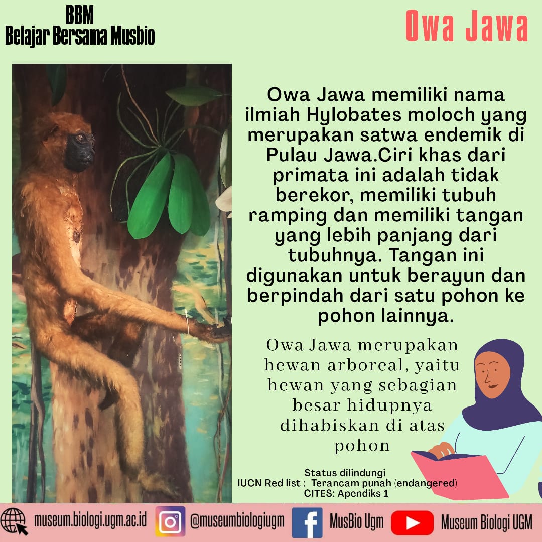 Hewan Owa Jawa: Mamalia Endemik yang Dilindungi di Indonesia
