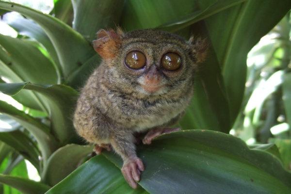 Hewan Tarsius: Primata Kecil yang Unik dari Dunia Alam