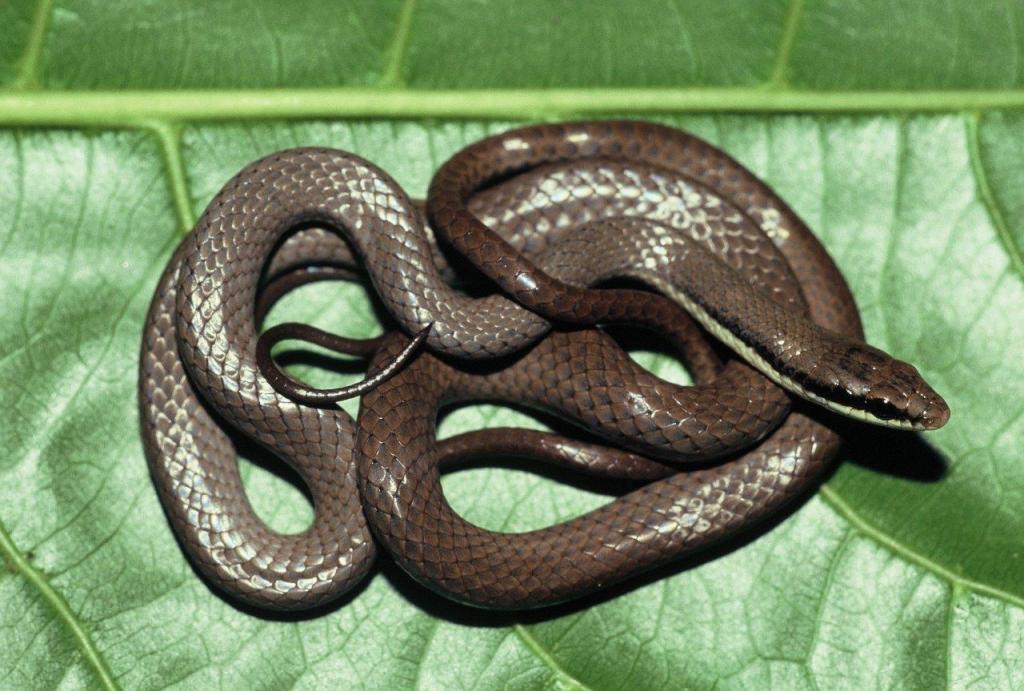 Hewan Ular Lidi: Cirri, Habitat, dan Karakteristiknya