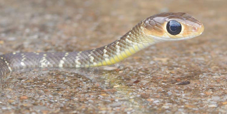 Hewan Ular Padi: Spesies Reptil Berbisa dari Alam Indonesia