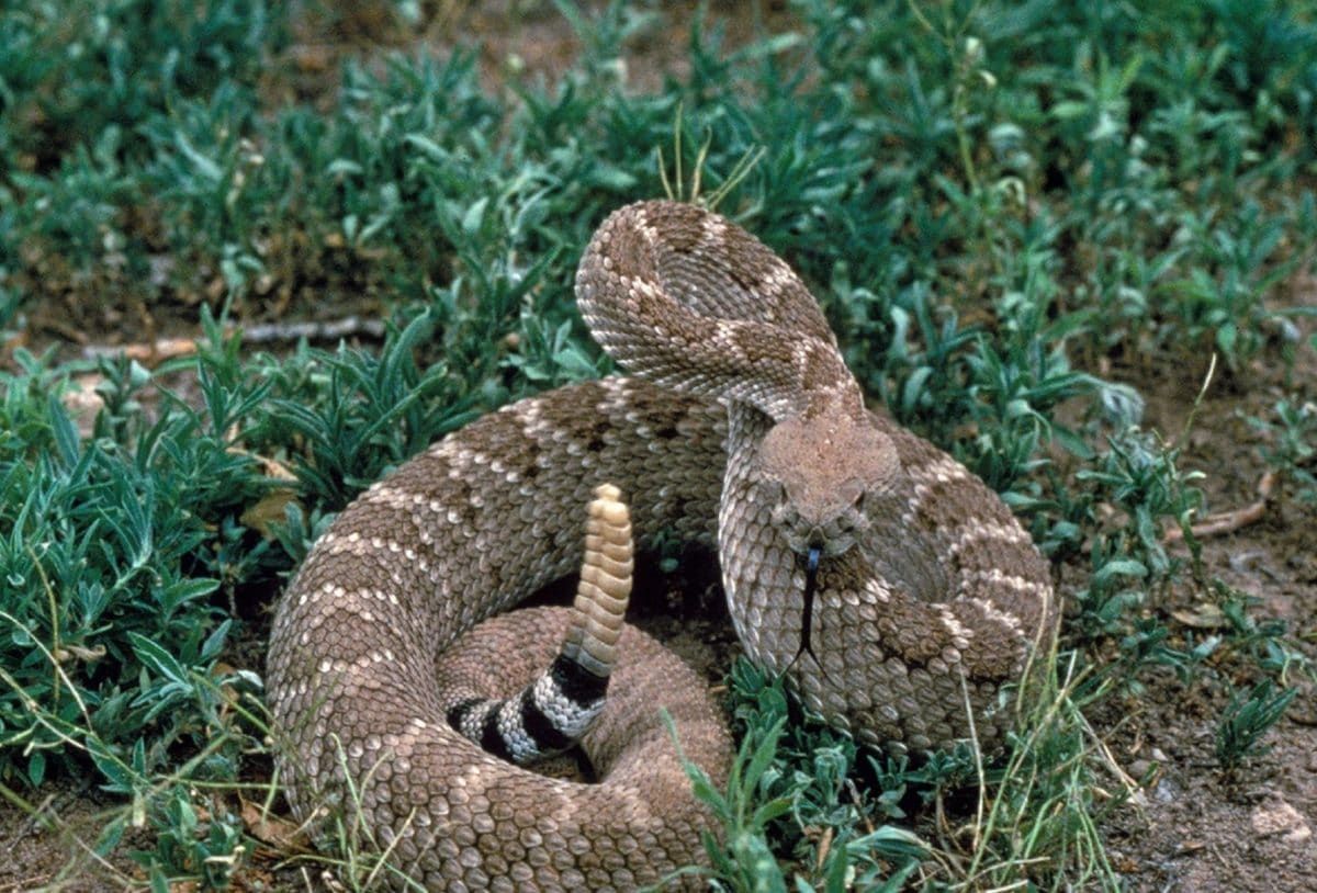 Hewan Ular Rock Rattlesnake: Karakteristik dan Habitatnya