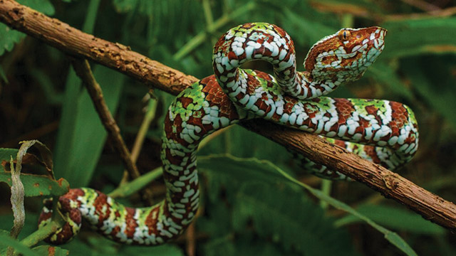 Keindahan Ular Pit Viper yang Menawan dan Menakjubkan