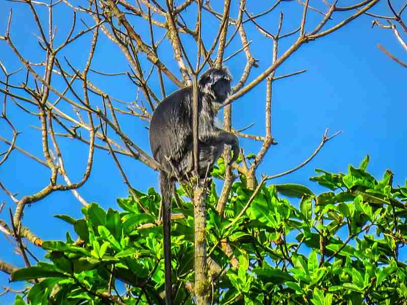 Mengenal Hewan Lutung Jawa: Satwa Endemik dan Konservasinya