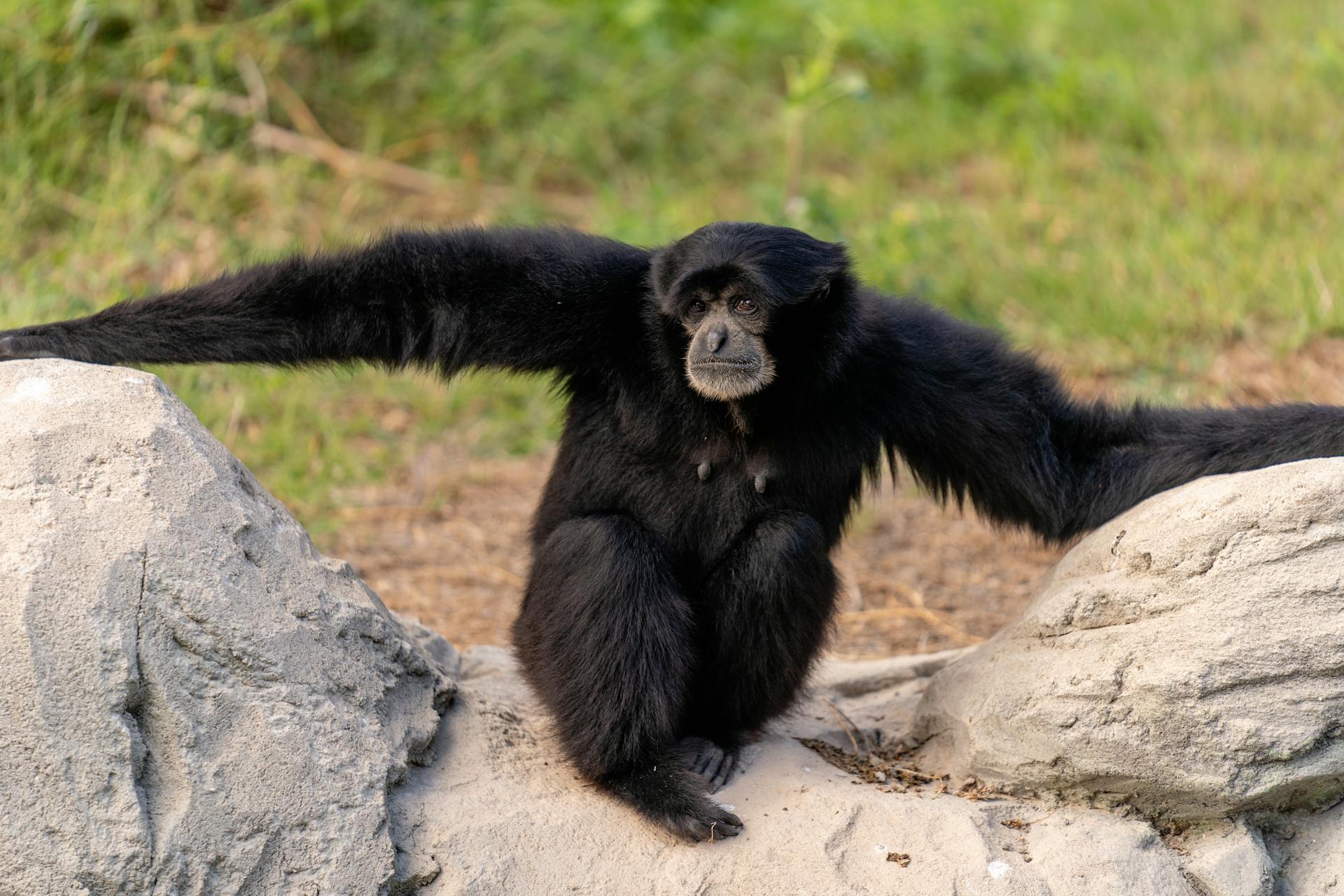Mengenal Hewan Siamang: Primata Berkaki Panjang dan Vokal Kuat