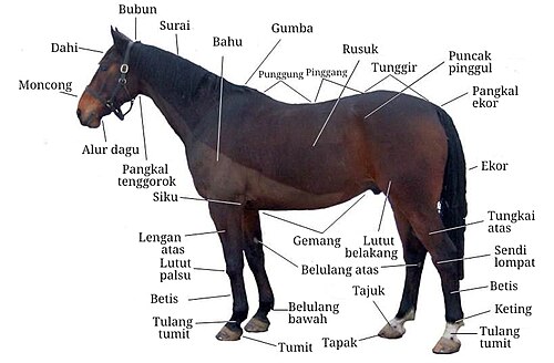 Mengenal Lebih Dekat tentang Hewan Kuda dan Perannya