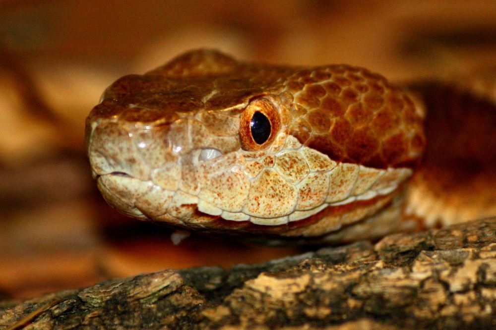 Ular Copperhead Timur: Ciri, Habitat, dan Perilaku