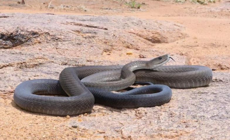 Hewan Black Mamba: Ular Berbisa Mematikan dari Afrika