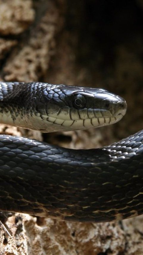 Hewan Ular Berkepala Hitam: Karakteristik dan Fakta Menarik