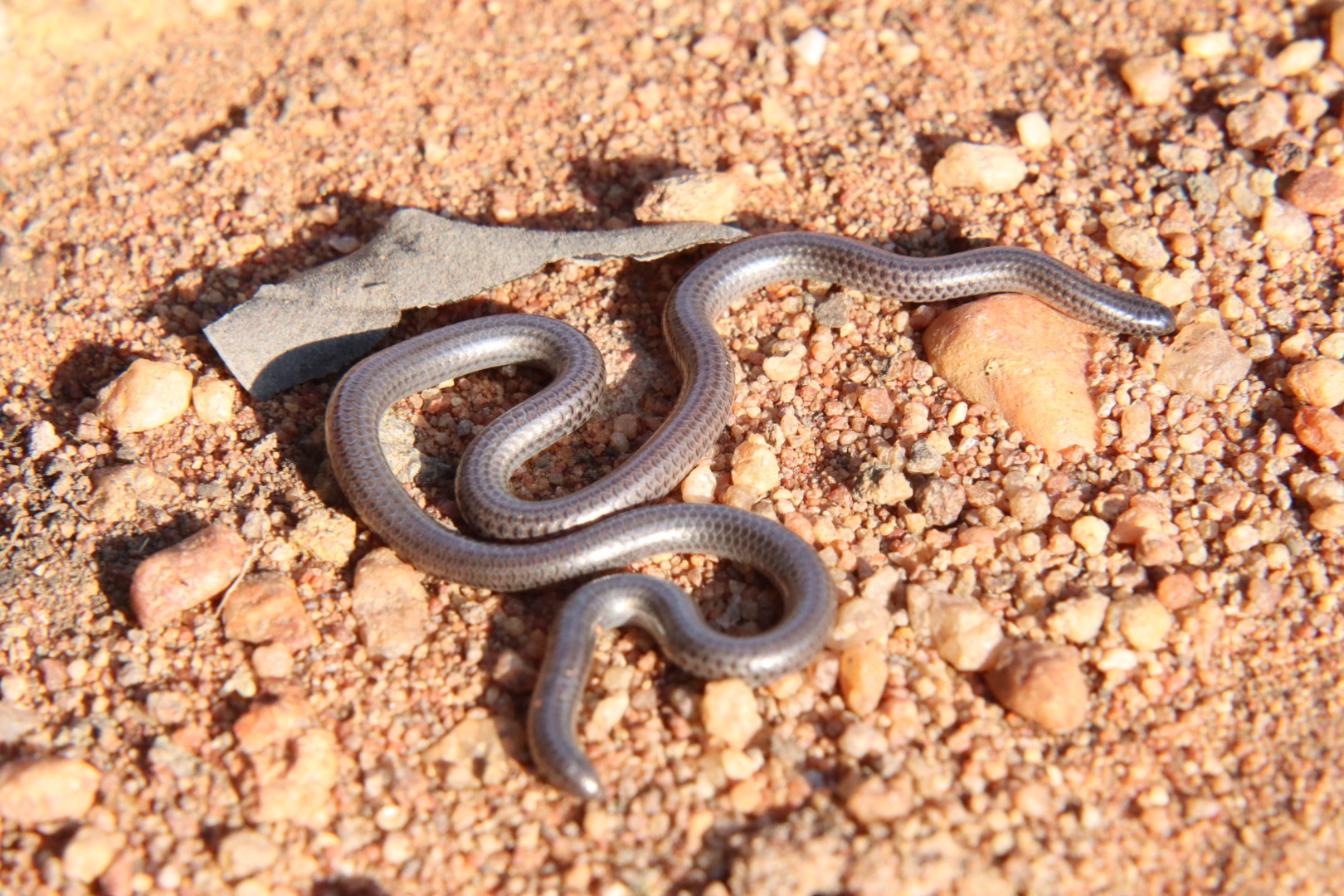 Hewan Ular Leptotyphlopidae: Ciri, Habitat, dan Keunikannya