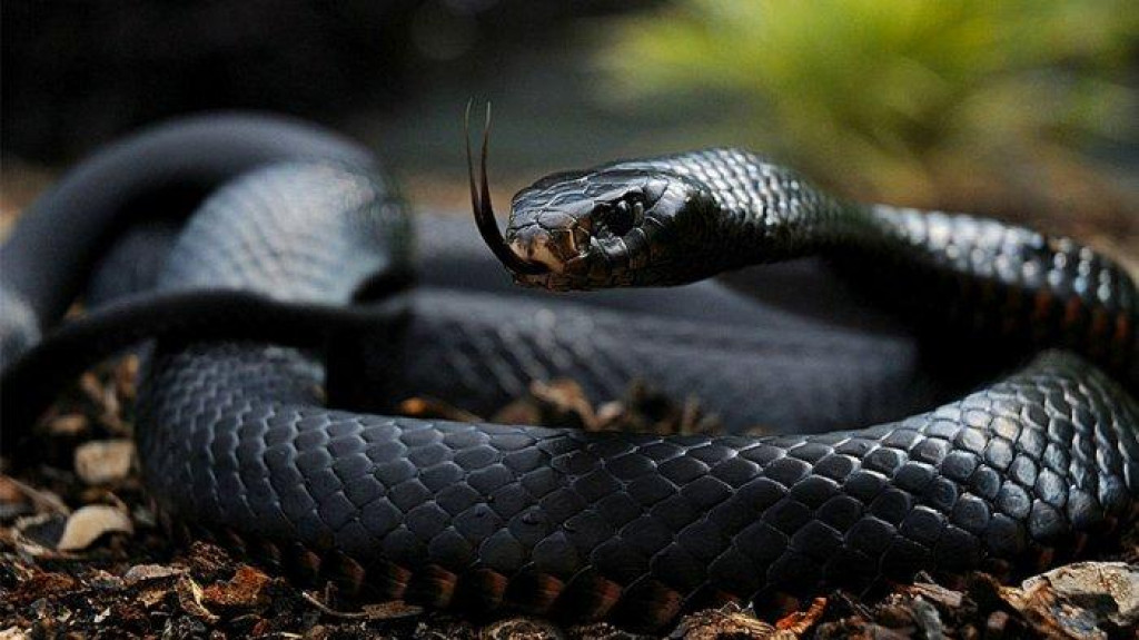 Hewan Ular Mamba: Keunikan dan Karakteristiknya yang Menakutkan