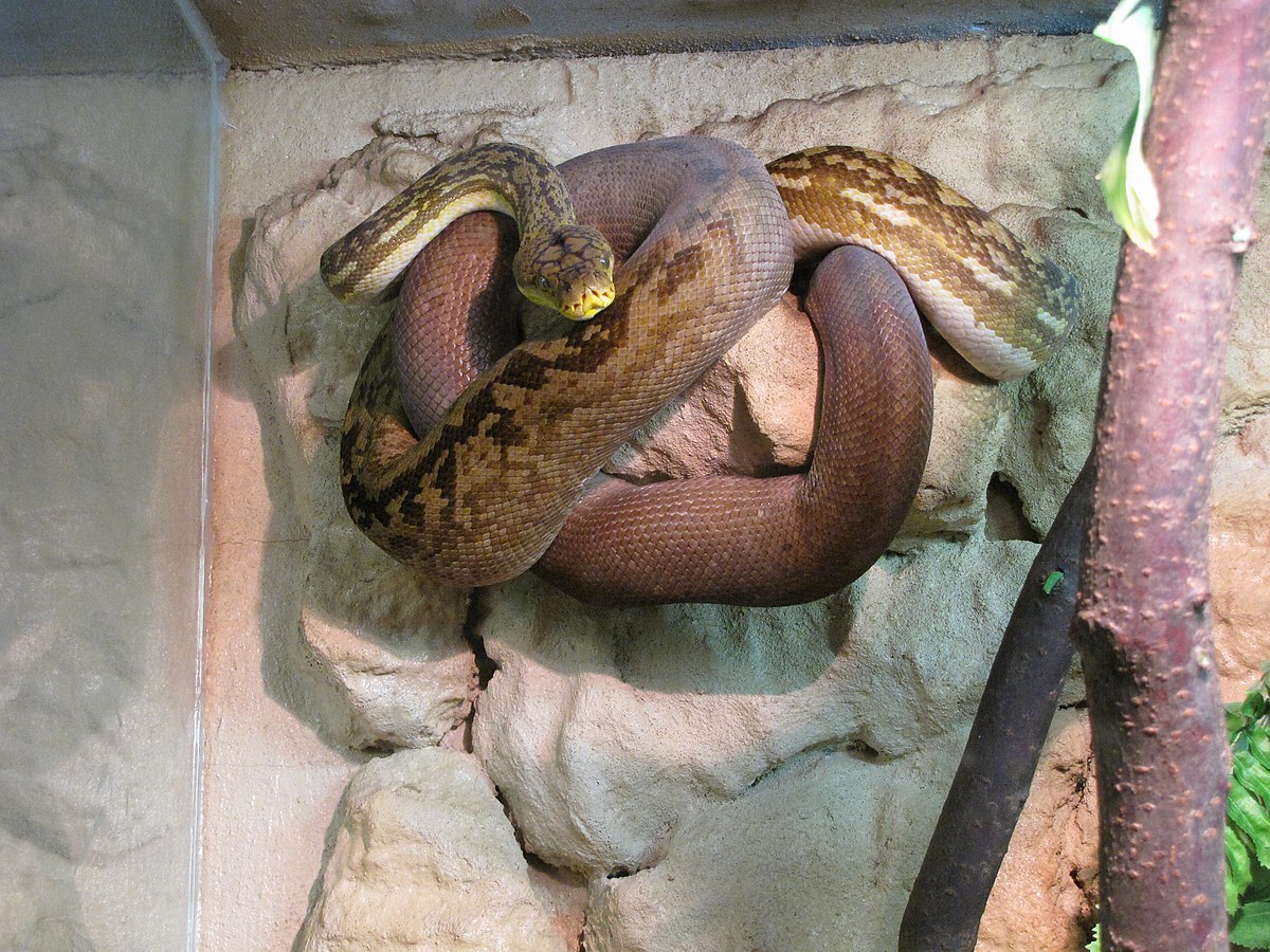 Hewan Ular Sanca Timor: Spesies Reptil Raksasa dari Pulau Timor