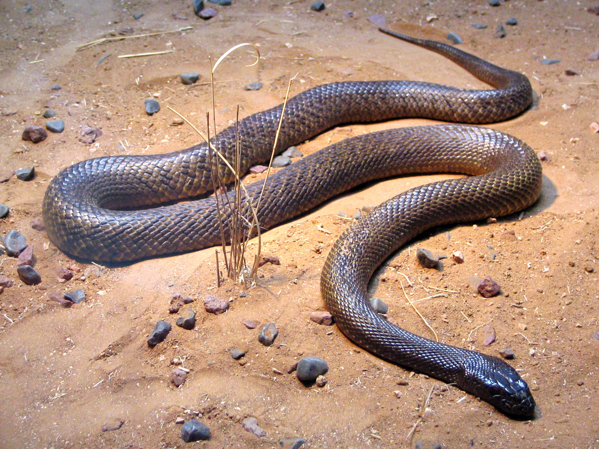Hewan Ular Taipan Pedalaman: Spesies Berbisa dari Hutan Australia