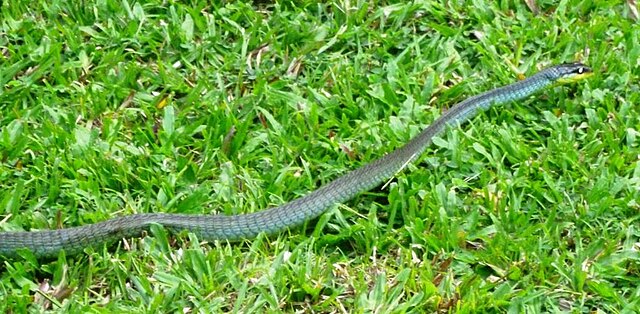 Hewan Ular Tali Papua: Keunikan dan Peran Ekosistemnya