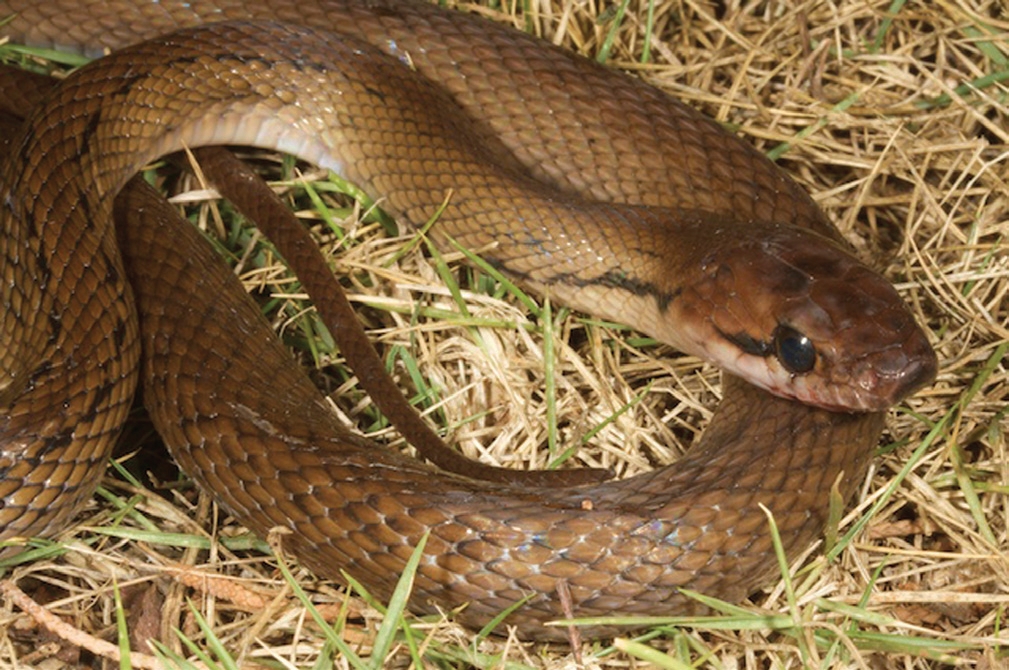 Hewan Ular-tikus di Nusa Tenggara: Fakta dan Keunikan Alam