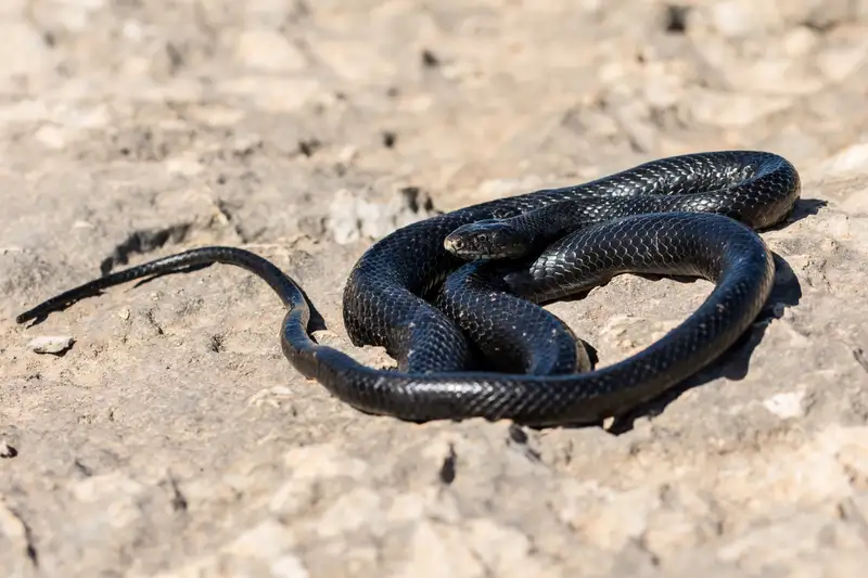 Hewan Ular Tikus Hitam: Karakteristik dan Habitatnya