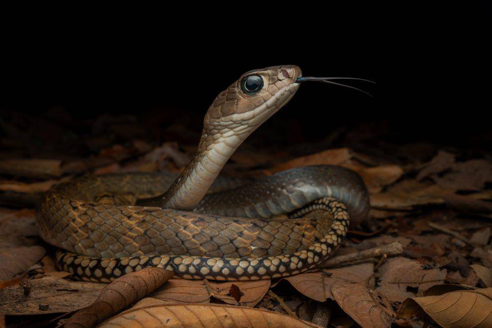 Hewan Ular-tikus Raja: Fakta dan Keunikan Makhluk Langka