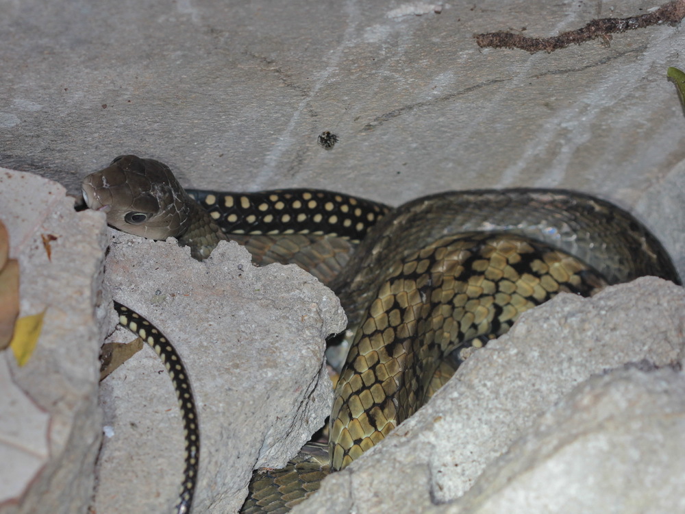 Hewan Ular Tikus Raja: Spesies Langka dan Karakteristiknya