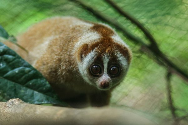 Kukang Borneo: Hewan Langka dan Perlindungannya
