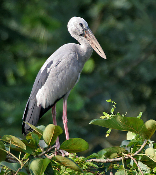 Mengenal Burung Bangau: Habitat, Ciri, dan Peran Ekologisnya